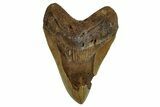 Bargain, Fossil Megalodon Tooth - North Carolina #257749-1